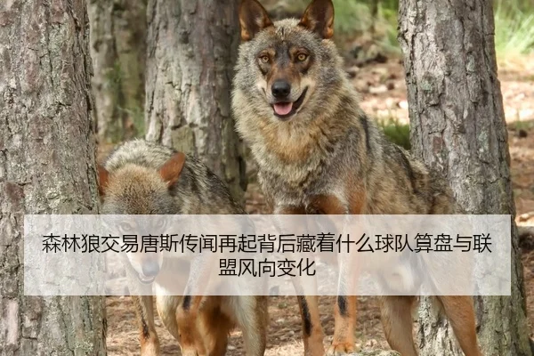 森林狼交易唐斯传闻再起背后藏着什么球队算盘与联盟风向变化
